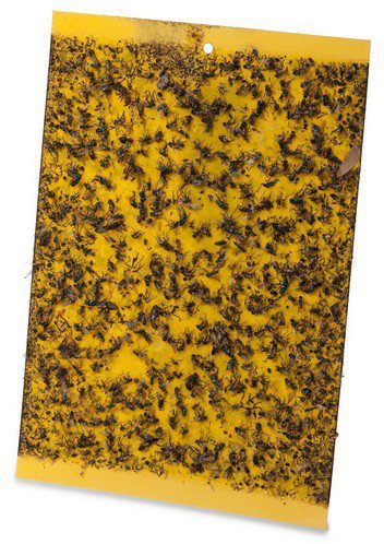 מלכודת דבק הלוחית הצהובה Greenplace L