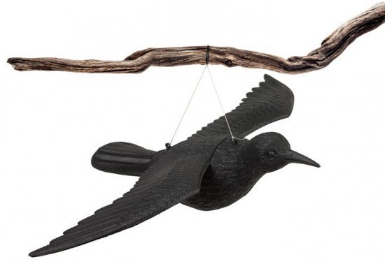 דחליל עורב פרוש כנפיים Greenplace