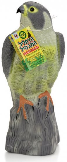 הדחליל המבהיל - נץ  Greenplace