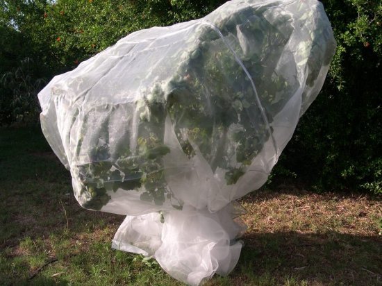 רשת הגנה לעצים Playa - גודל 7x7 מטר - צבע לבן